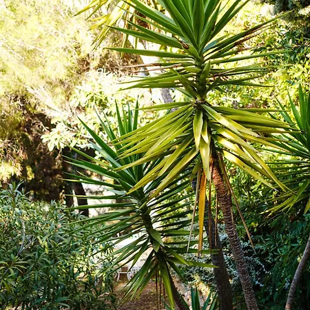 Roba Capeu * Saint-Cyr-sur-Mer